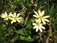 cantara riva23122011 240